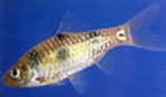Puntius danckeri